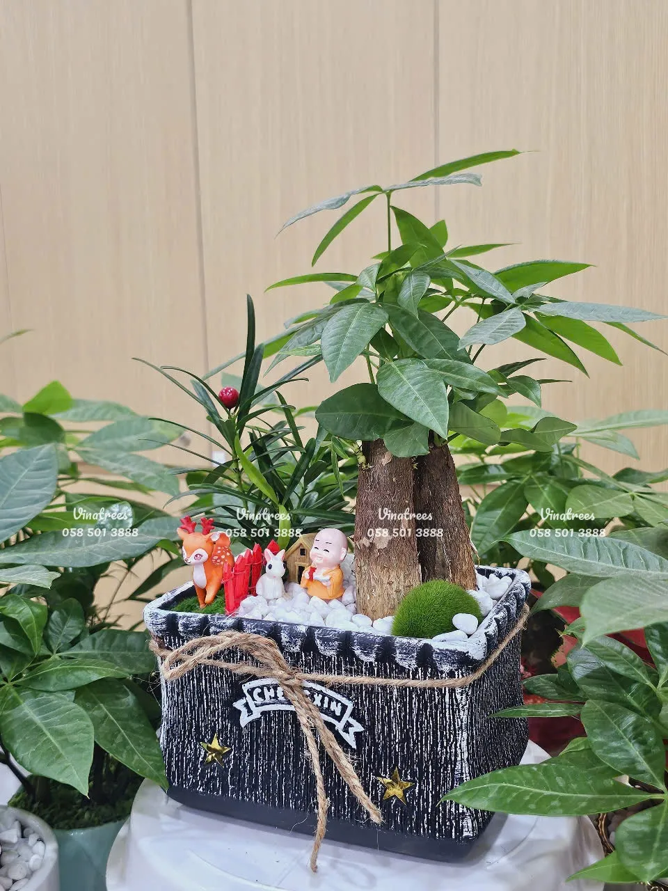 Các mẫu cây kim ngân để bàn tại Green Homes